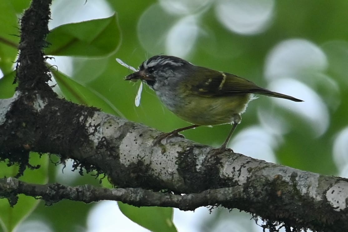 Ashy-throated Warbler - ML641599107