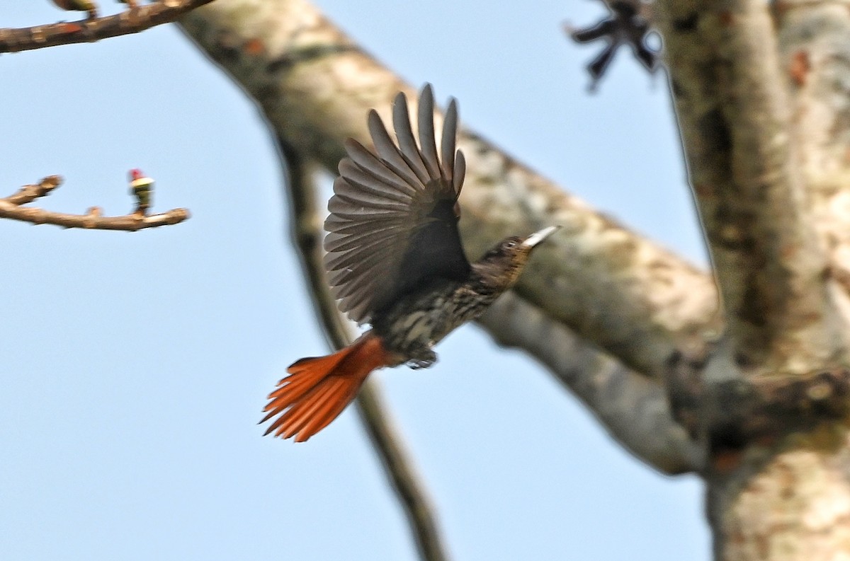 Maroon Oriole - ML641599164