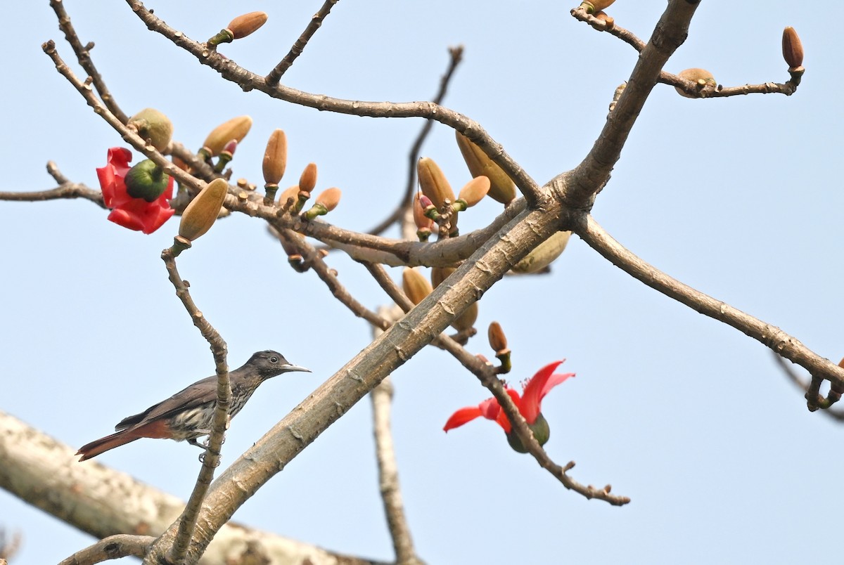 Maroon Oriole - ML641599165