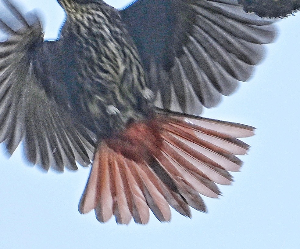 Maroon Oriole - ML641599166