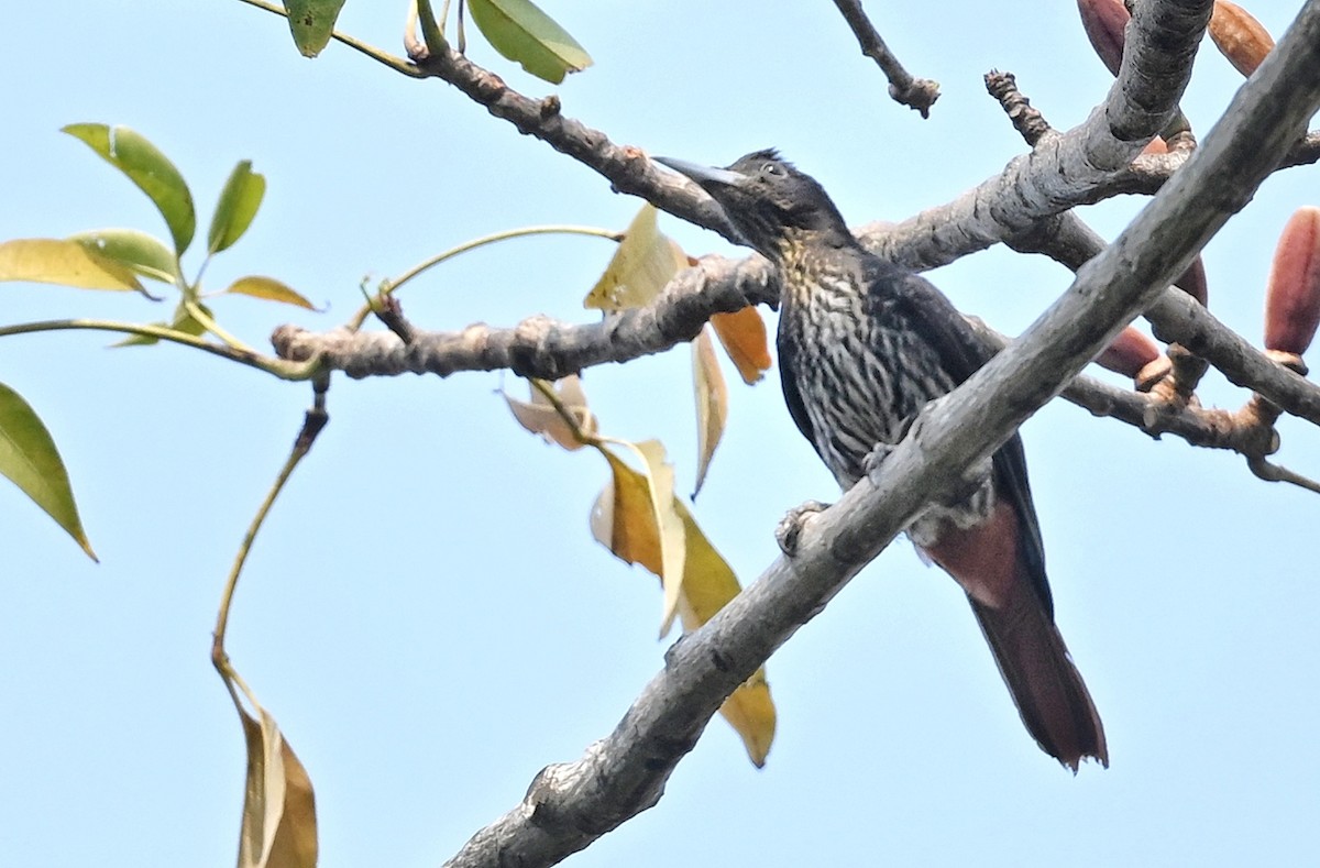 Maroon Oriole - ML641599167