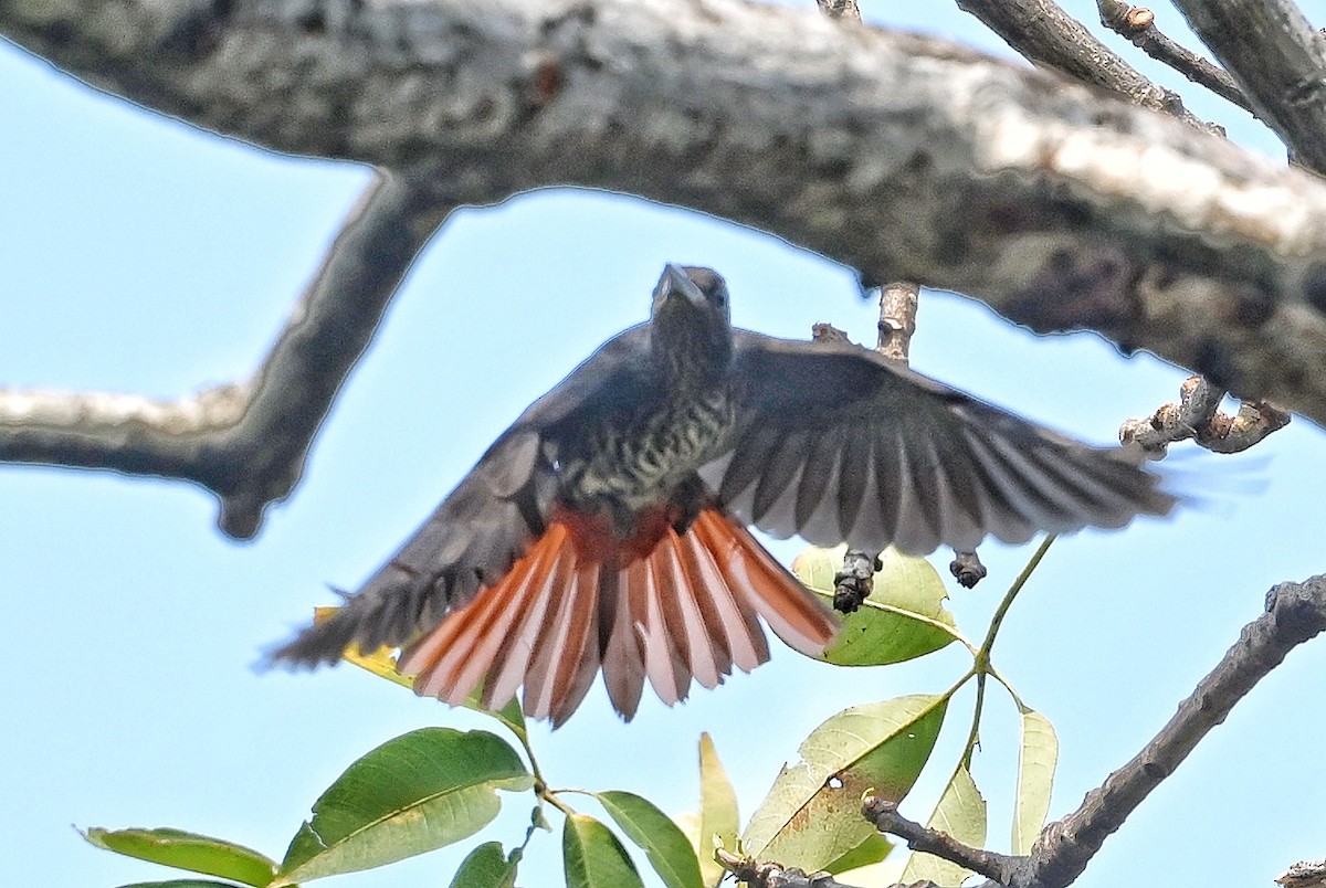 Maroon Oriole - ML641599168