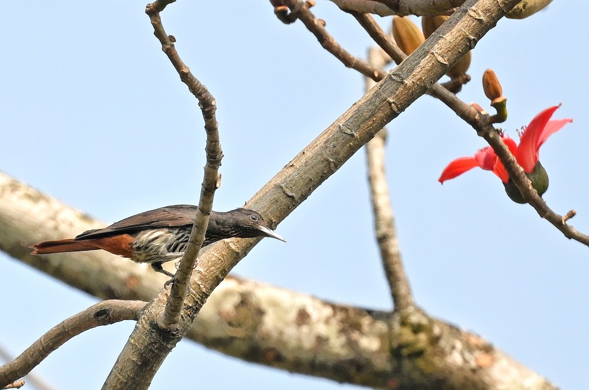 Maroon Oriole - ML641599169