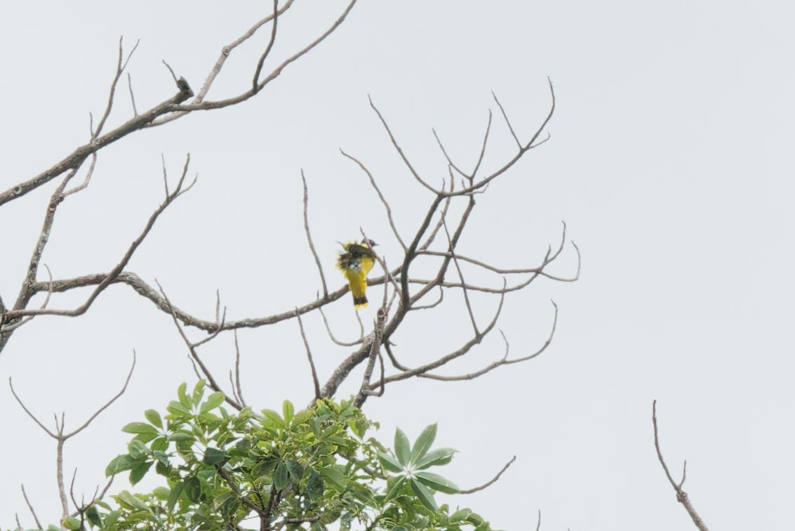 Black-headed Bulbul - ML641599190