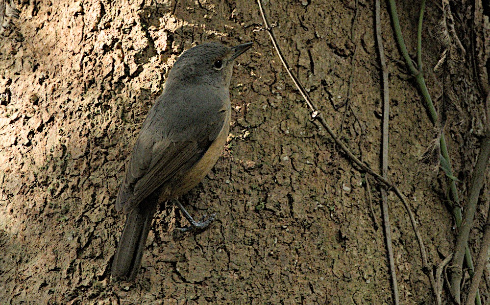 Bower's Shrikethrush - ML641599220