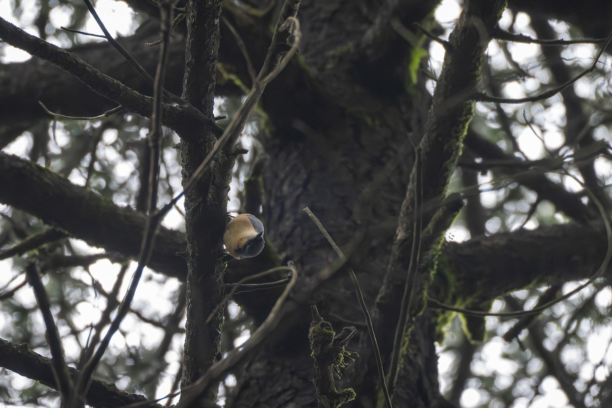 White-tailed Nuthatch - ML641599230