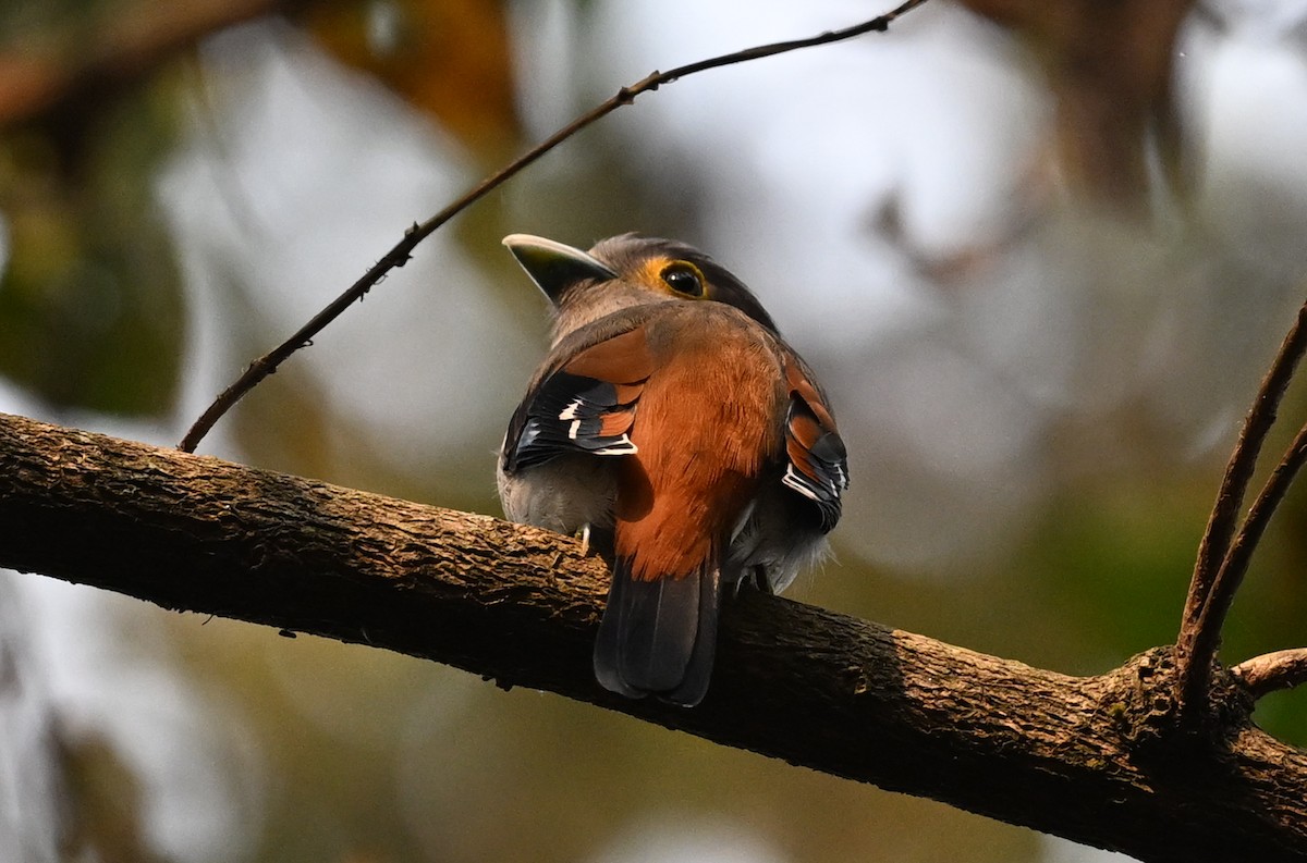 Gray-lored Broadbill - ML641599256