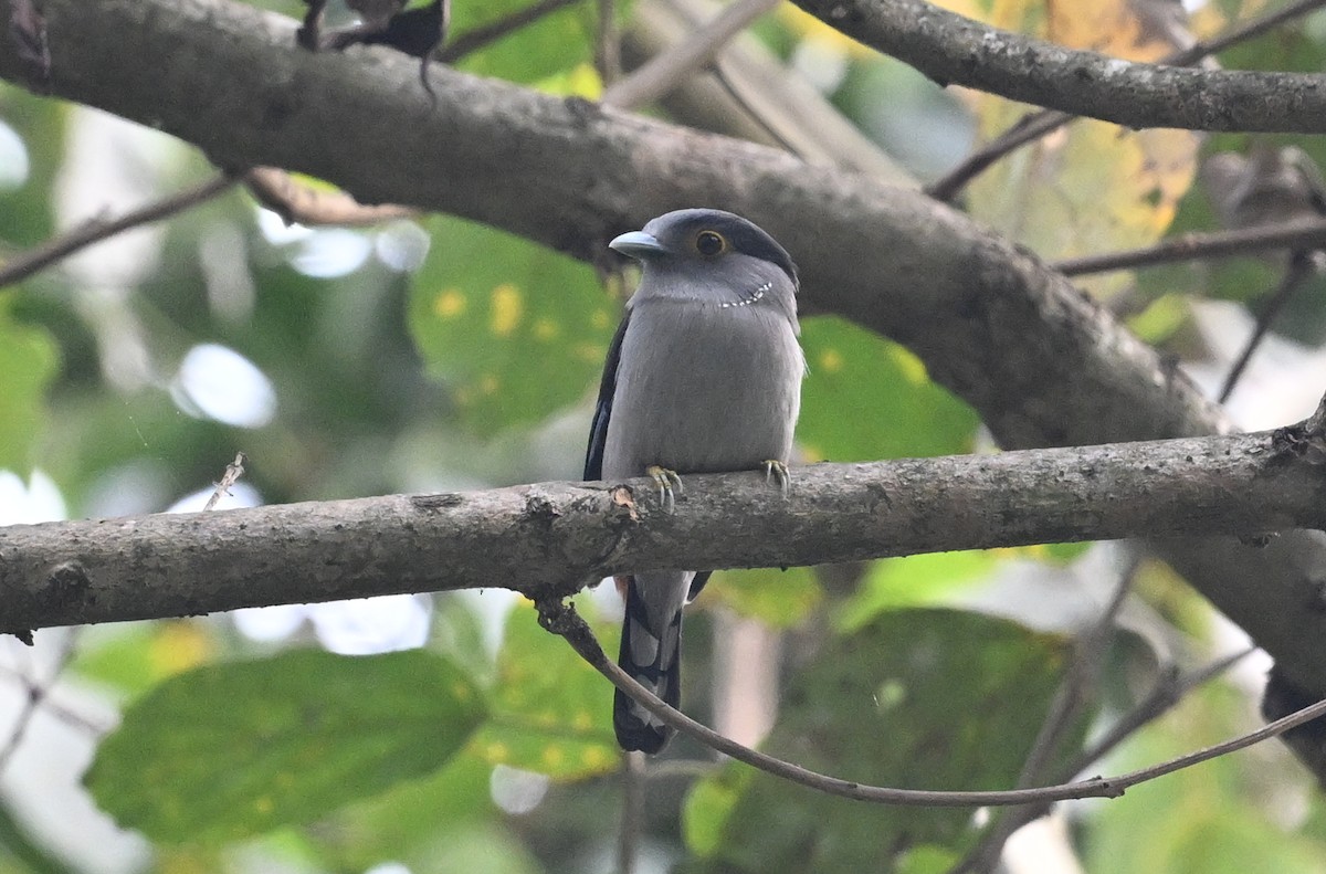 Gray-lored Broadbill - ML641599257