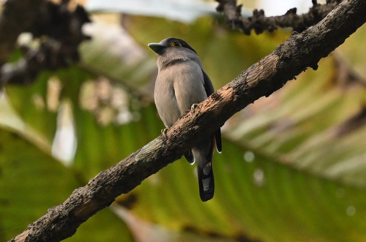 Gray-lored Broadbill - ML641599260
