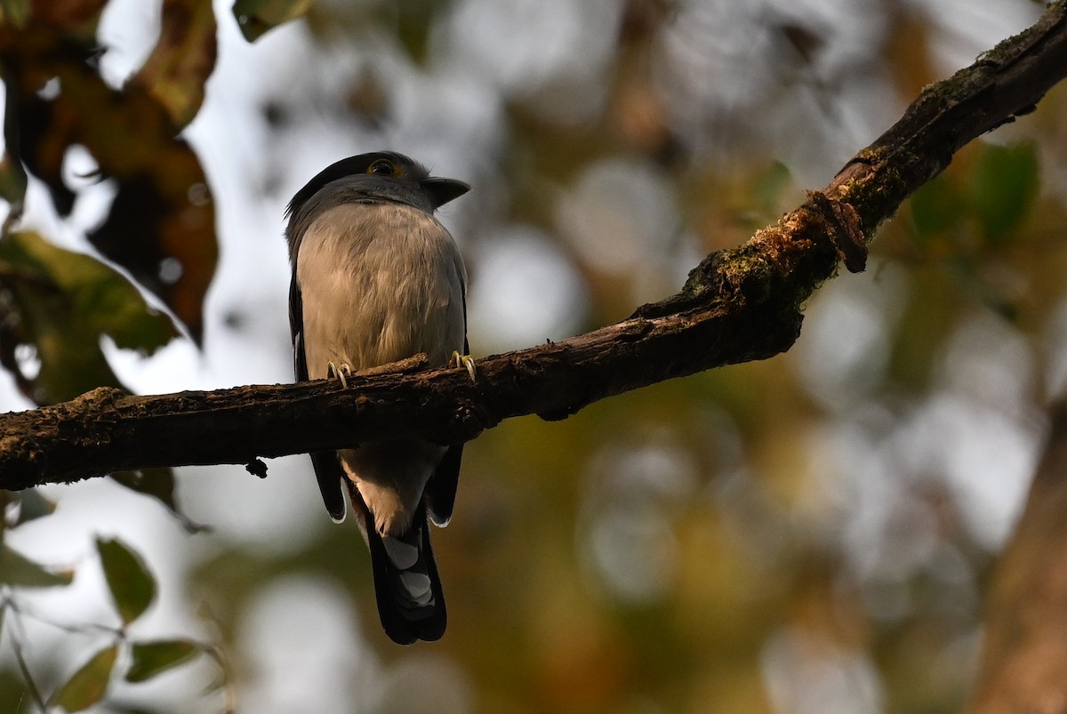 Gray-lored Broadbill - ML641599262