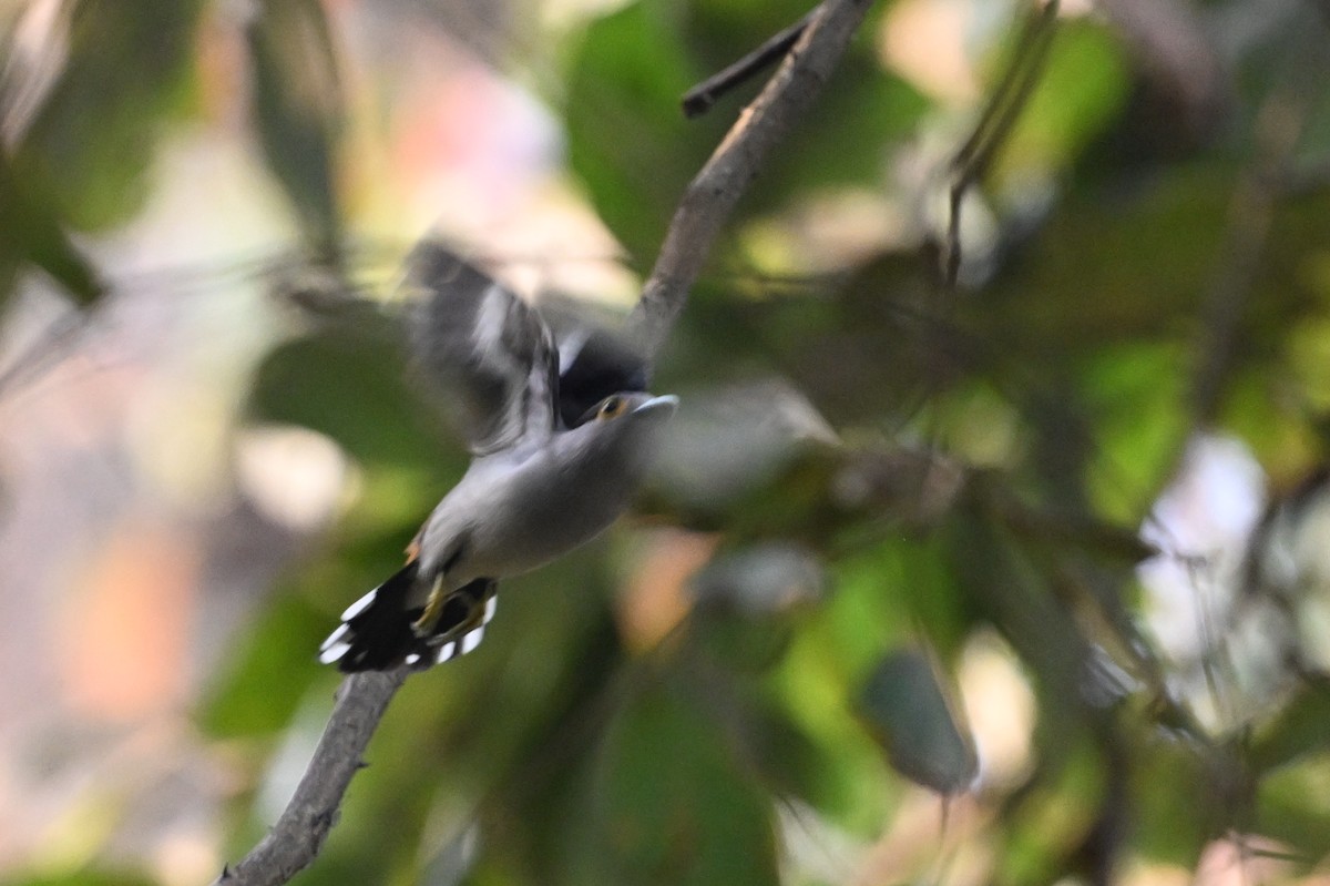 Gray-lored Broadbill - ML641599263