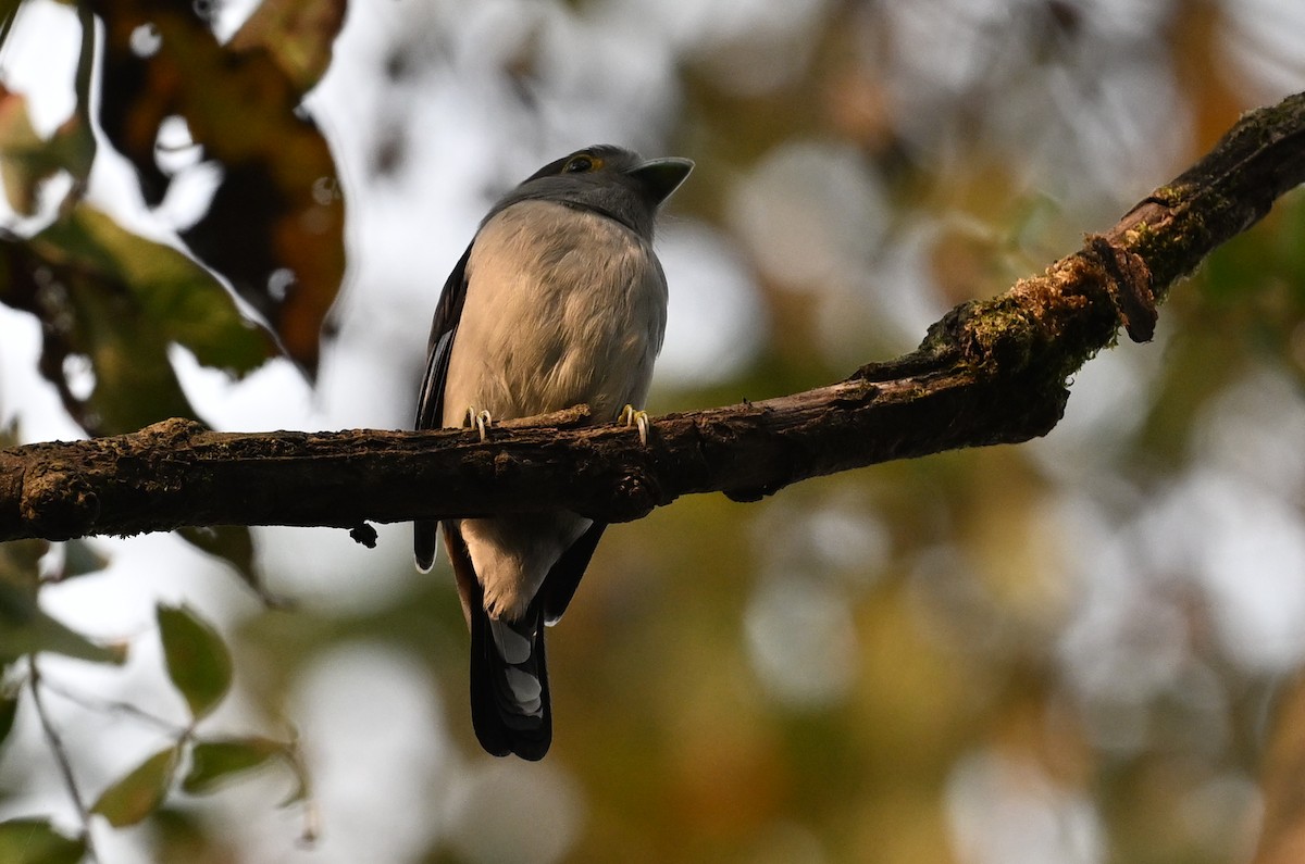 Gray-lored Broadbill - ML641599264