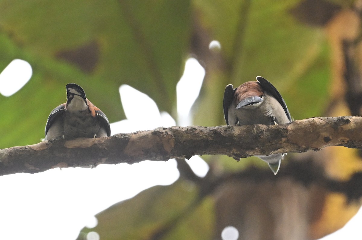 Gray-lored Broadbill - ML641599265