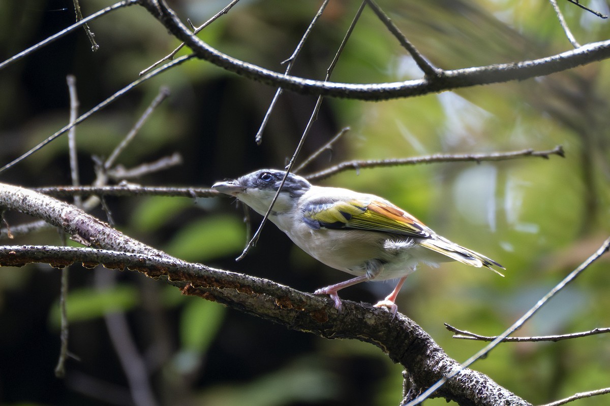 White-browed Shrike-Babbler - ML641599270