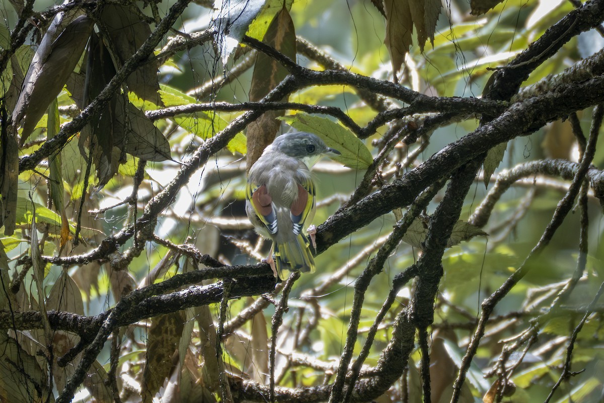 White-browed Shrike-Babbler - ML641599271