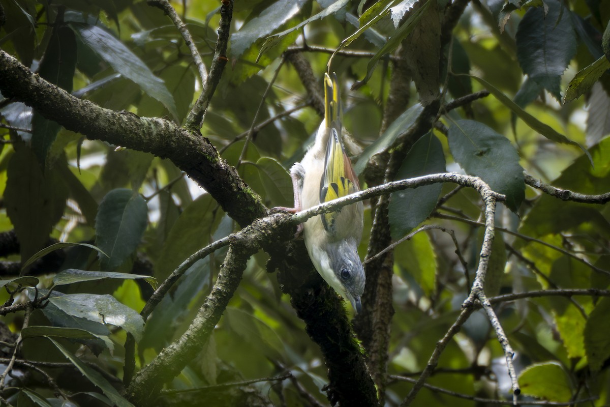 White-browed Shrike-Babbler - ML641599272