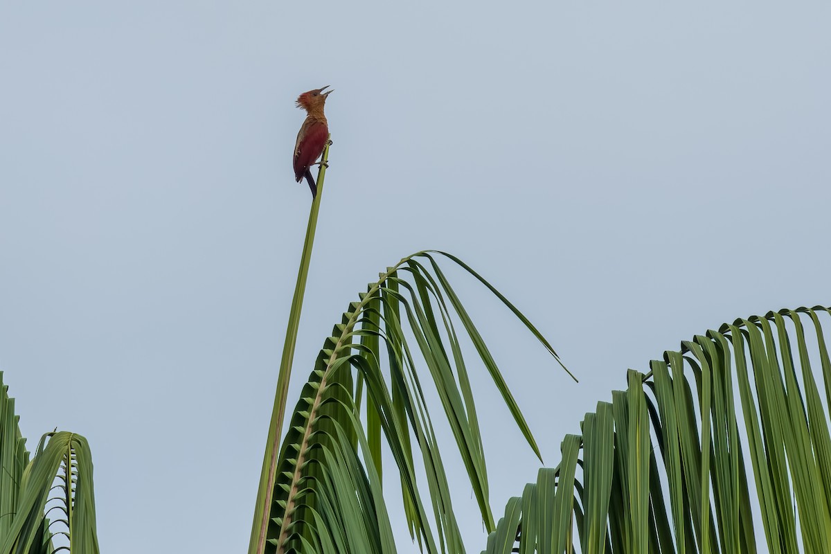Banded Woodpecker - ML641599286