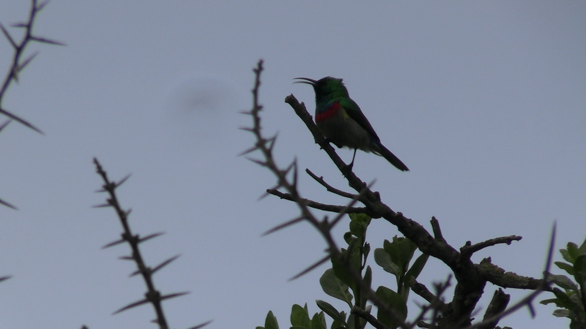Southern Double-collared Sunbird - ML641599304