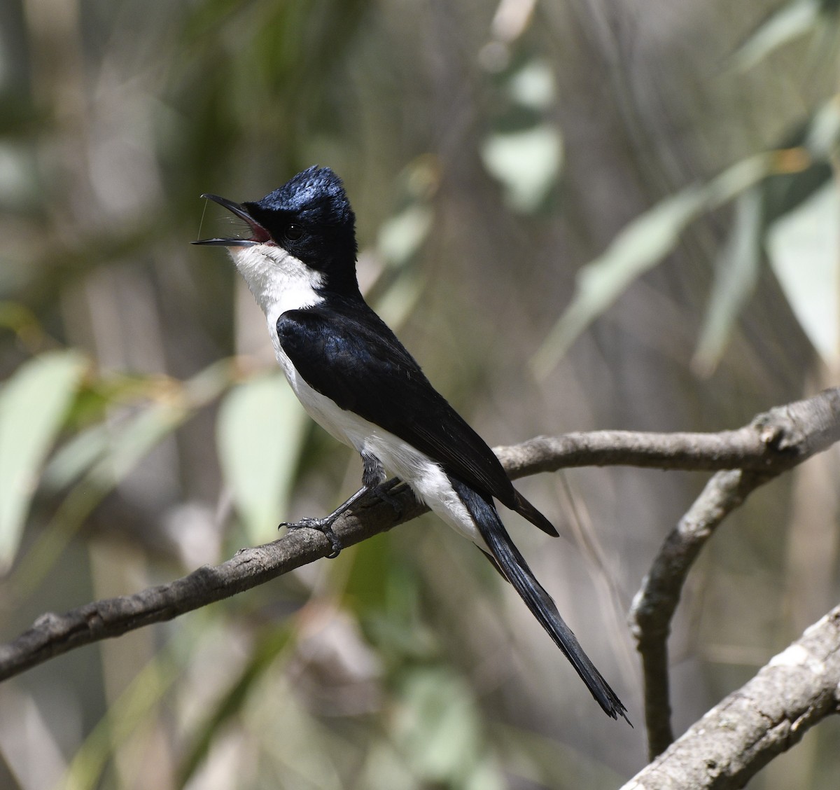 Restless Flycatcher - ML641599335