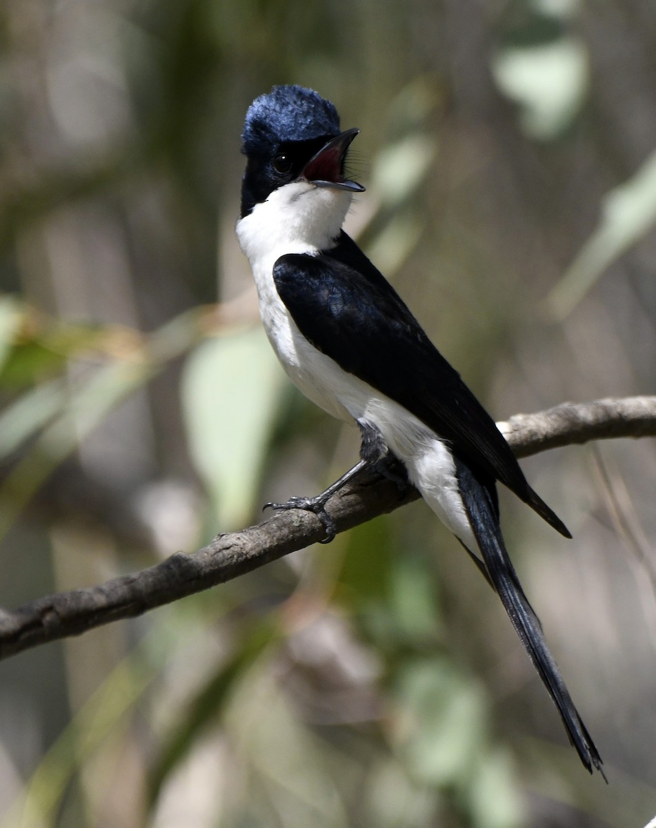 Restless Flycatcher - ML641599336