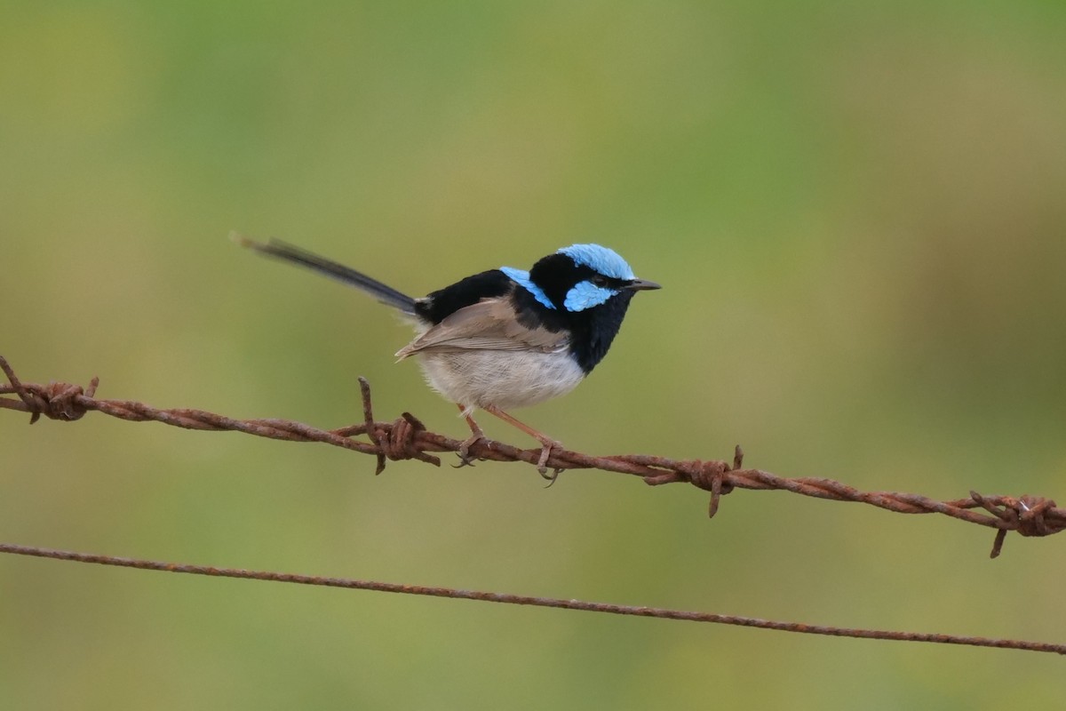 Superb Fairywren - ML641599339