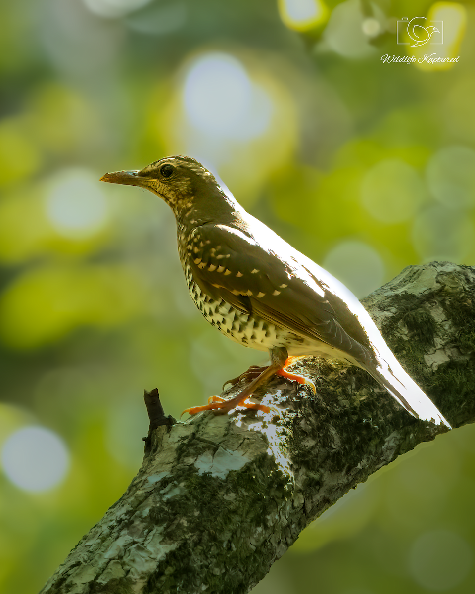 Pied Thrush - ML641599345