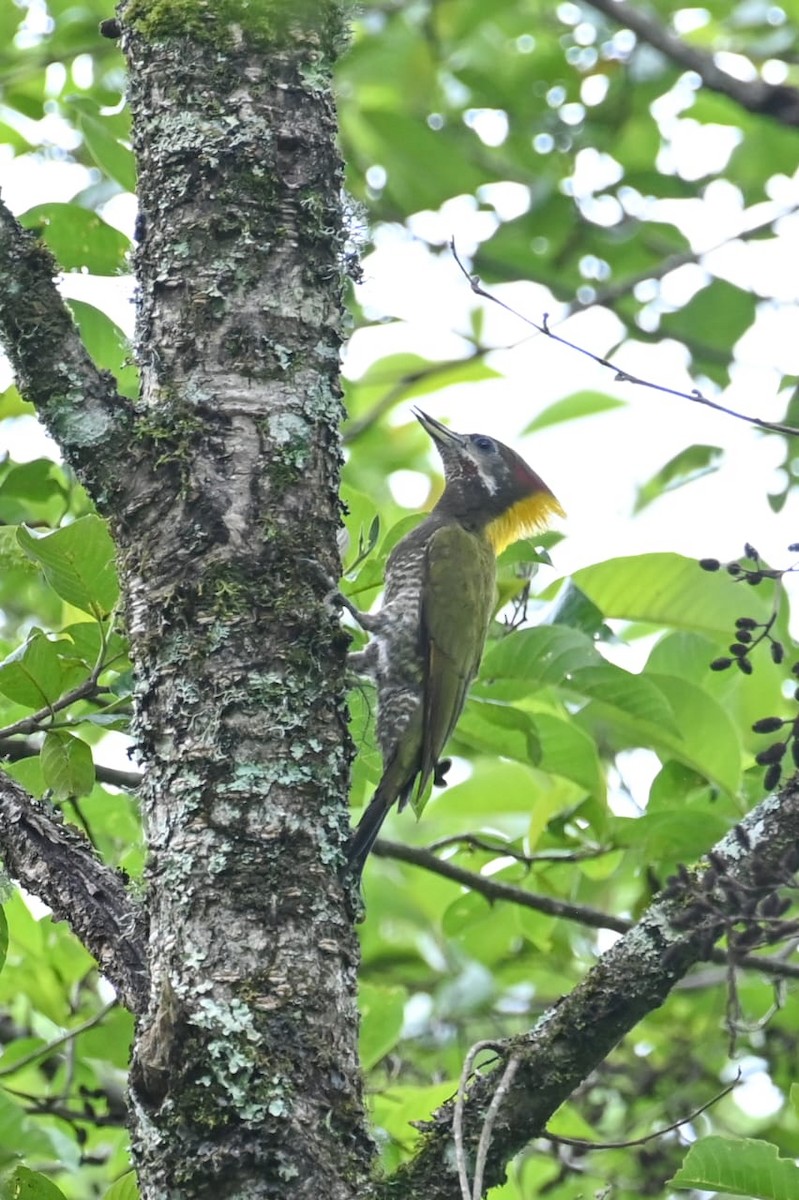 Lesser Yellownape - ML641599348
