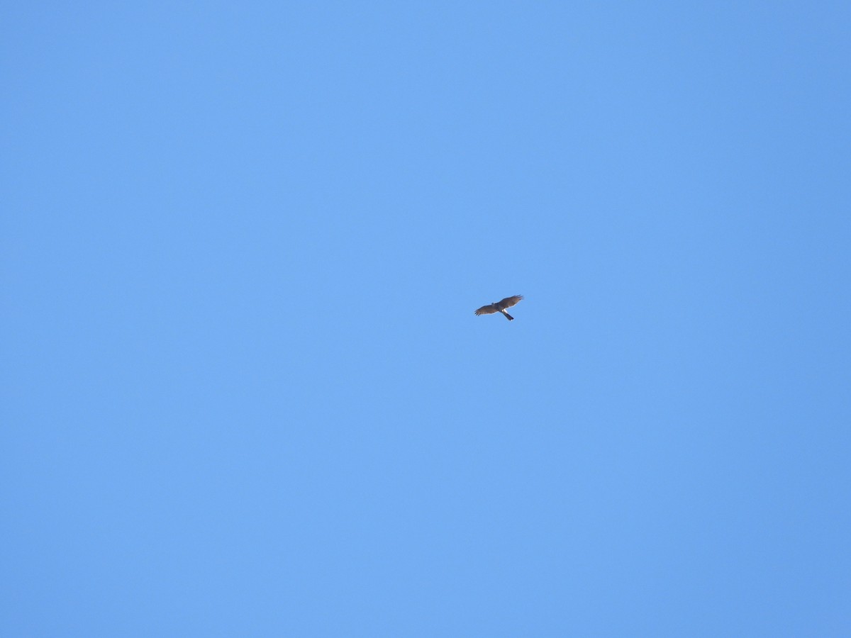 Collared Sparrowhawk - ML641599356