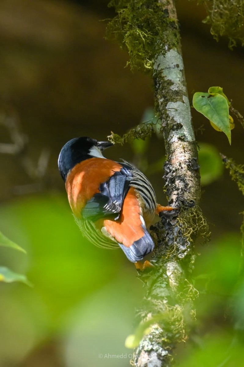 Himalaya Kutyası - ML641599398