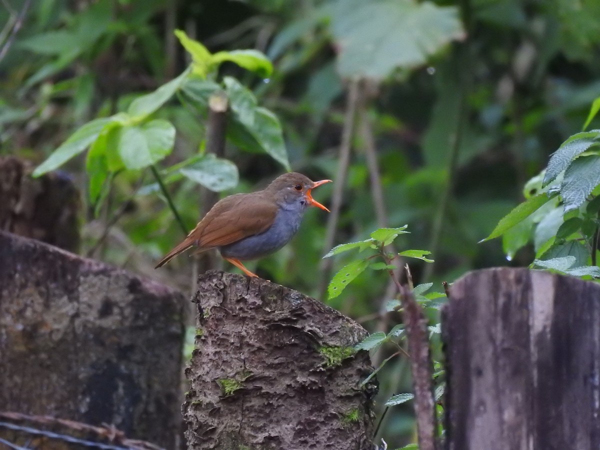 Orange-billed Nightingale-Thrush - ML64159941