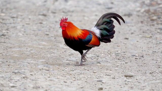Red Junglefowl - ML641599415