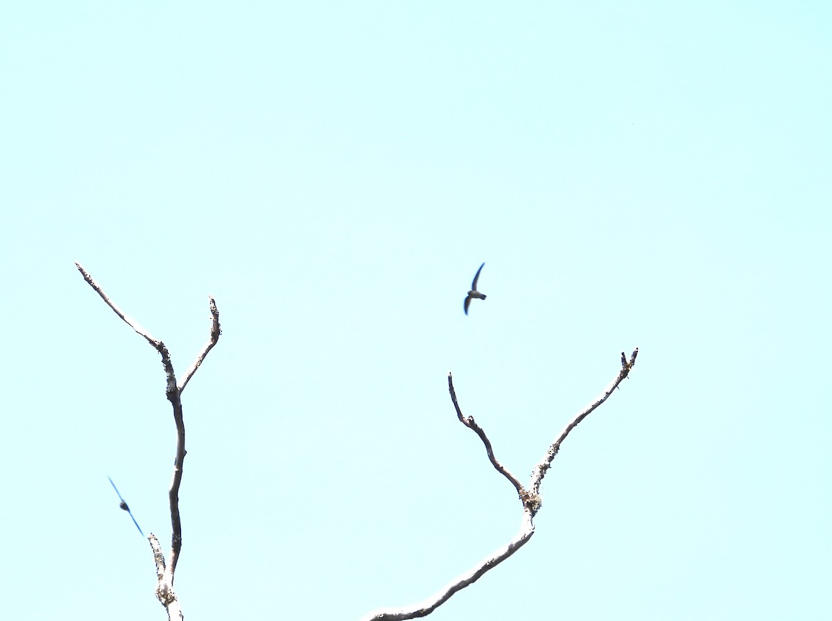 Australian Swiftlet - ML641599416
