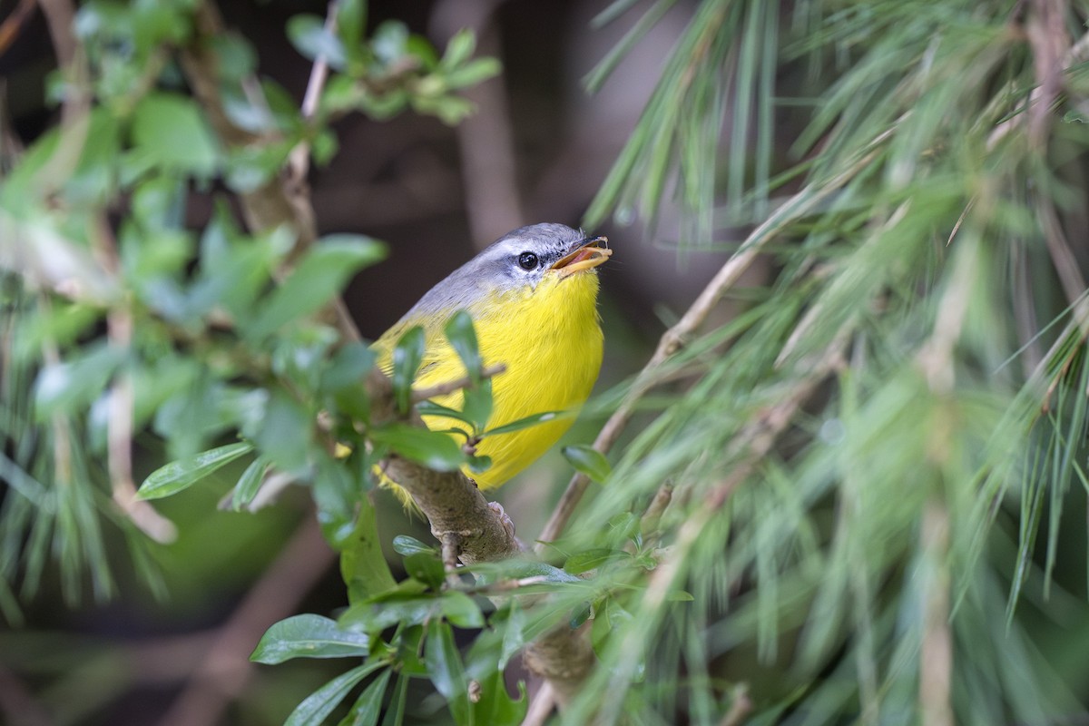 Gray-hooded Warbler - ML641599418