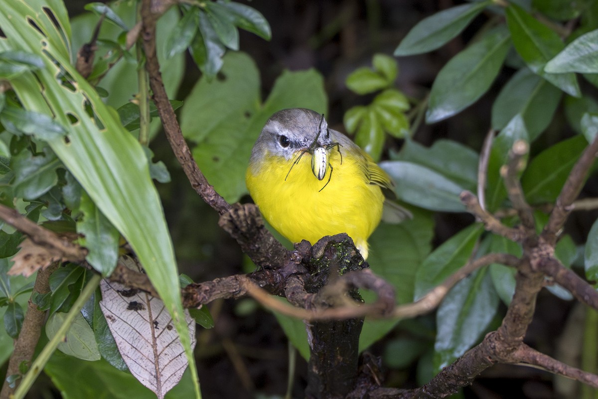 Gray-hooded Warbler - ML641599419