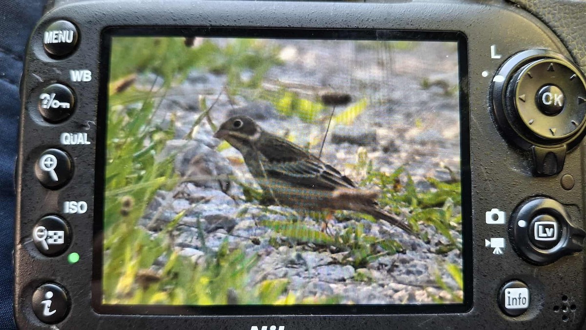 Ortolan Bunting - ML641599423