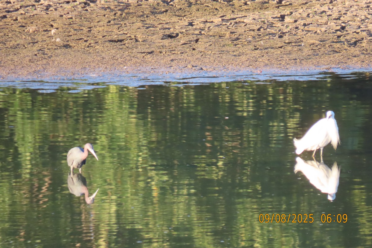 Snowy Egret - ML641599455