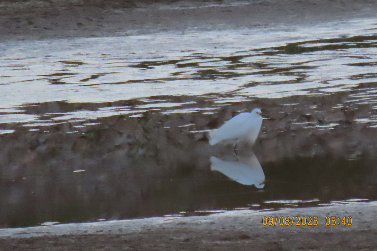 Snowy Egret - ML641599457