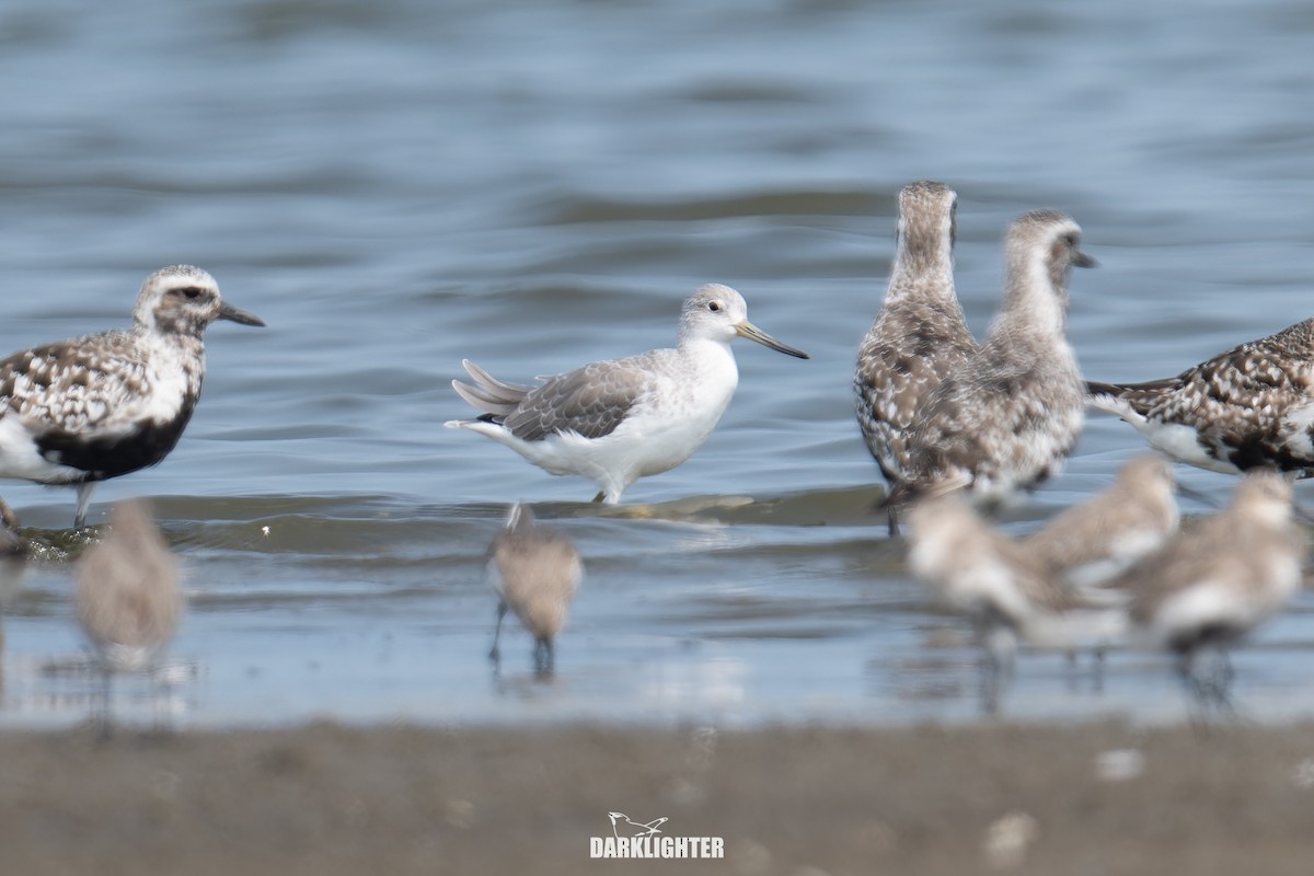 sakhalinsnipe - ML641599462