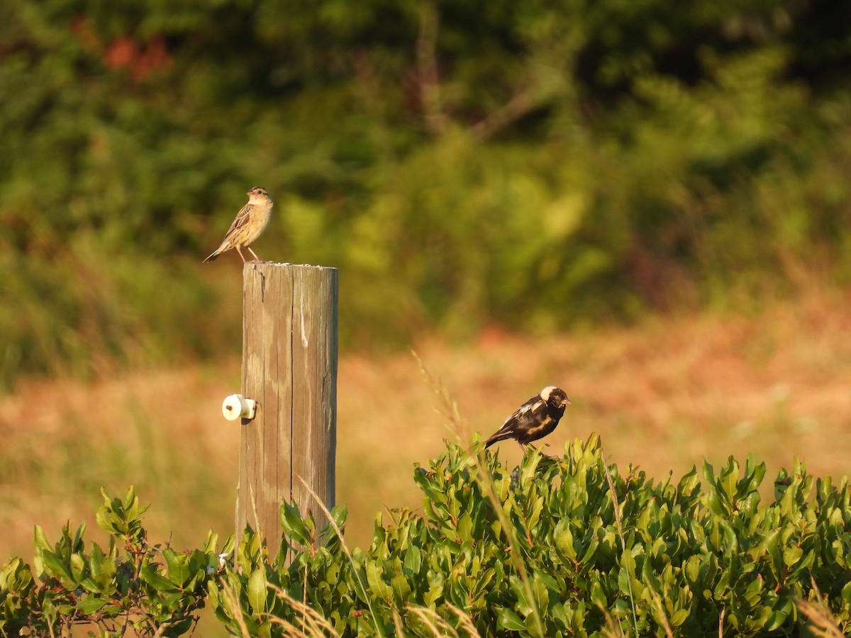 Bobolink - ML641599486