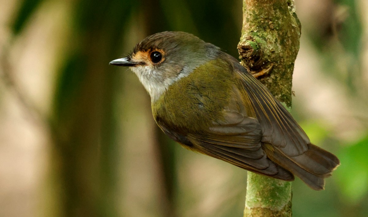 Pale-yellow Robin - ML641599490