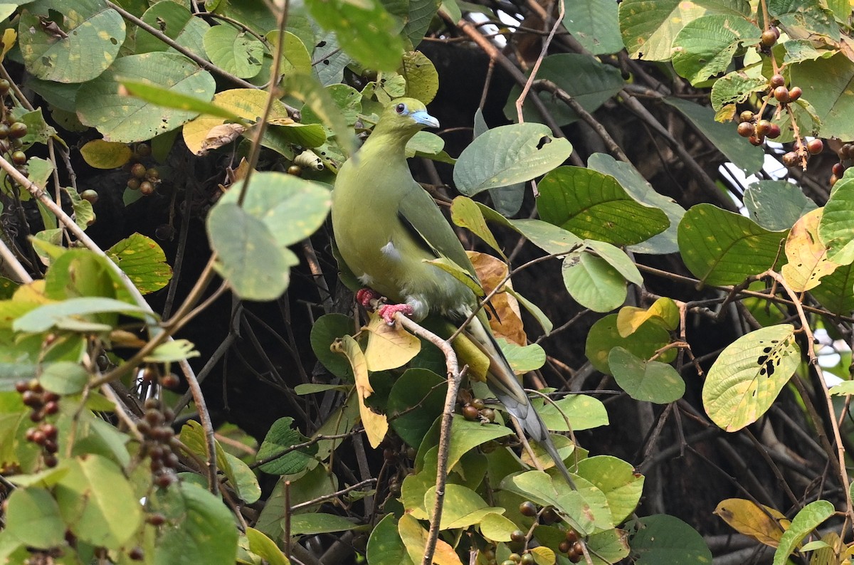 Wedge-tailed Green-Pigeon - ML641599498