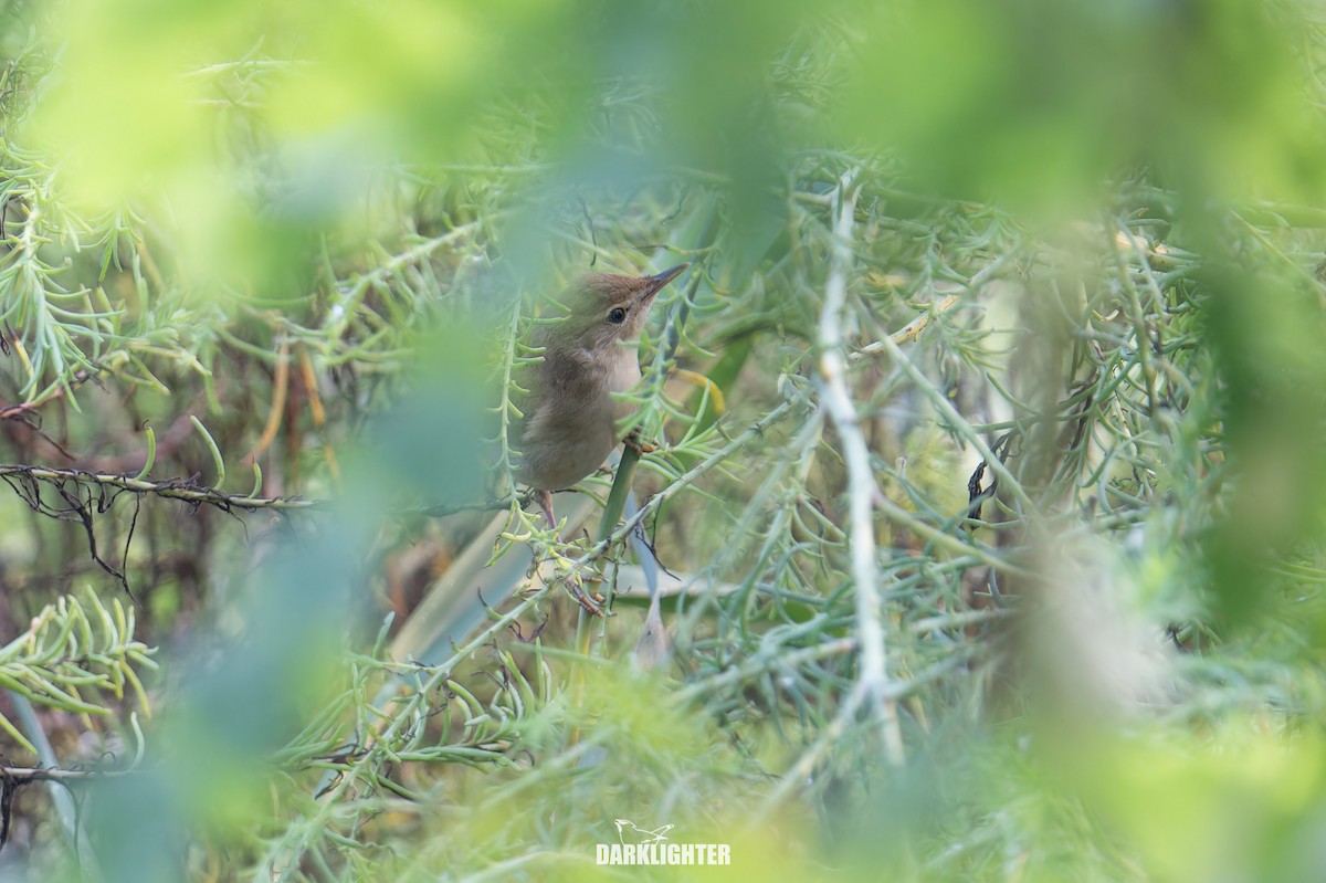 Blunt-winged Warbler - ML641599546