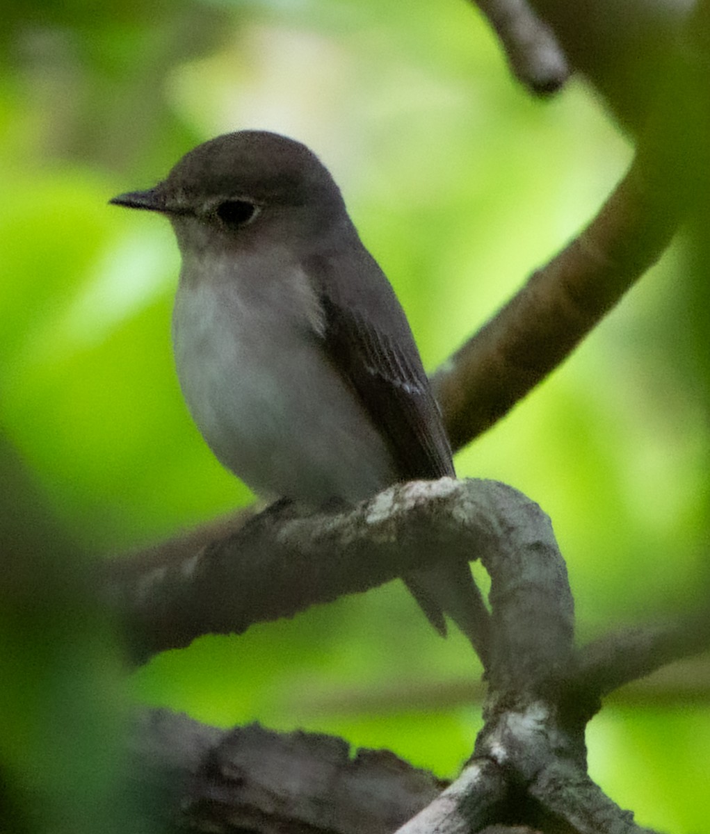 Asian Brown Flycatcher - ML641599553