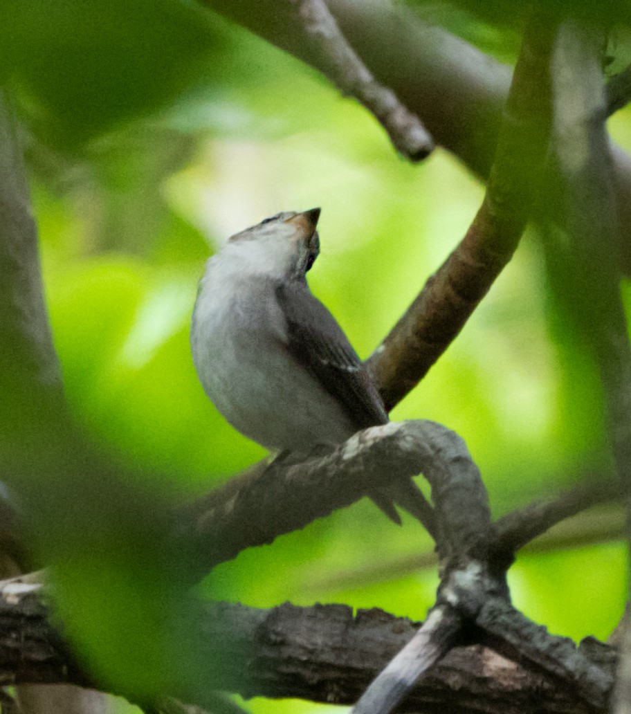Asian Brown Flycatcher - ML641599555