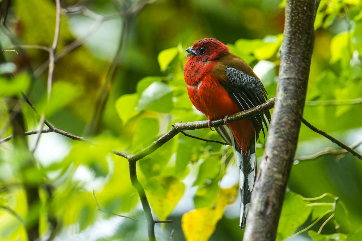 Red-headed Trogon - ML641599562