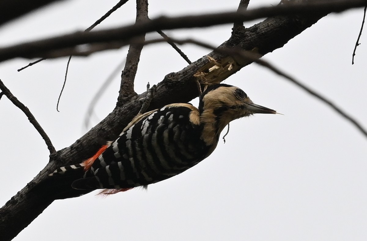 Fulvous-breasted Woodpecker - ML641599565
