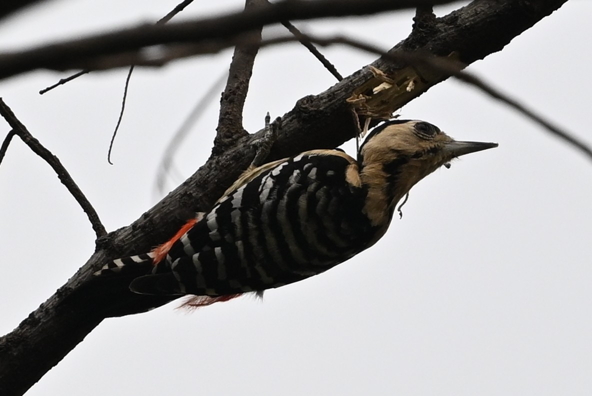 Fulvous-breasted Woodpecker - ML641599566