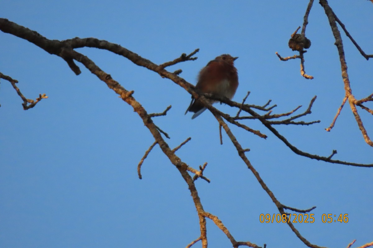Eastern Bluebird - ML641599570