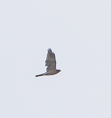 Chinese Sparrowhawk - ML641599573