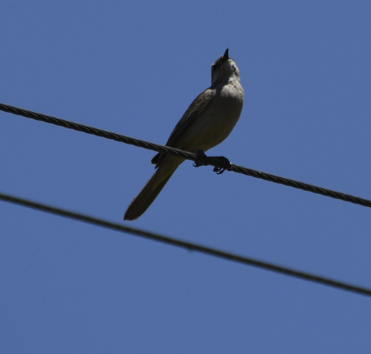 Rufous Songlark - ML641599578